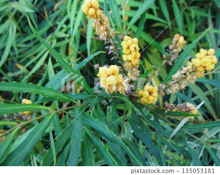 Withered yellow flowers of the Narihira hollyhock 135053181