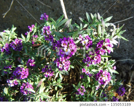 深紫色香雪球花 135053189