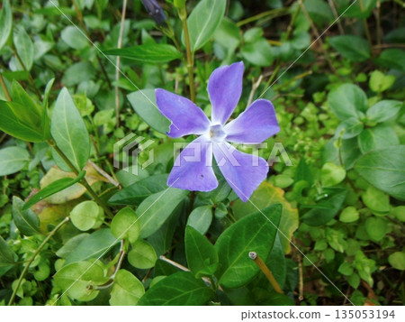 Blue periwinkle flowers Blue periwinkle flowers 135053194
