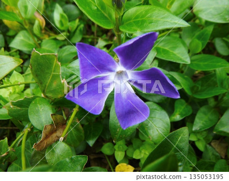 Purple-flowered periwinkle Purple-flowered periwinkle 135053195