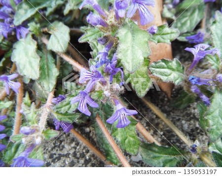 purple flower of chilensis 135053197