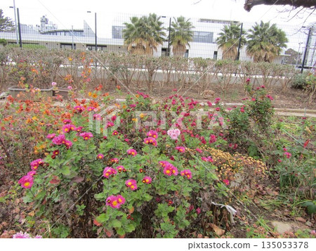 Pink chrysanthemum flowers in the Kojima Flower Association flower garden 135053378