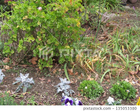 White daisy, viola and North Pole White daisy, viola and North Pole 135053380