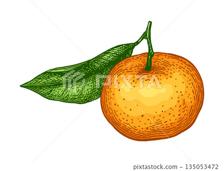 Mandarin with leaf. Vintage tangerine illustration Mandarin with leaf. Vintage tangerine illustration 135053472