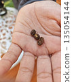Close up human hand presenting three brown roasted coffee beans with natural skin texture showing agricultural harvest concept with proud feeling 135054144