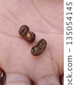 Single damaged coffee bean next to normal roasted coffee seed on human palm shows low quality agricultural product detail view with selective focus 135054145