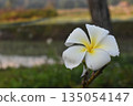 White frangipani tropical flower with water drop and yellow center shows serene nature during fresh bloom. Plumeria petal holds morning dew in calm atmosphere. Pure relaxation 135054147