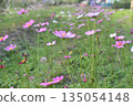 Flower cosmos meadow wildflower pink blossom nature spring outdoor garden scene with delicate petals swaying gently, soft focus background suggesting peaceful countryside and fresh green growth 135054148