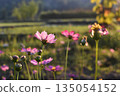 Pink flower cosmos meadow sunset light nature countryside summer garden with pink flower under sunset light as cosmos meadow in countryside summer nature garden 135054152