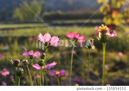 Pink flower cosmos meadow sunset light nature countryside summer garden with pink flower under sunset light as cosmos meadow in countryside summer nature garden 135054152