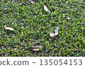 Grass lawn closeup green nature background dry leaf gentle outdoor park scene with fresh grass blade texture and scattered brown foliage creating calm natural pattern under soft daylight 135054153