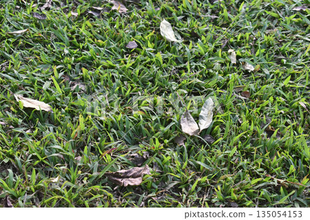 Grass lawn closeup green nature background dry leaf gentle outdoor park scene with fresh grass blade texture and scattered brown foliage creating calm natural pattern under soft daylight Grass lawn closeup green nature background dry leaf gentle outdoor park scene with fresh grass blade texture and scattered brown foliage creating calm natural pattern under soft daylight 135054153