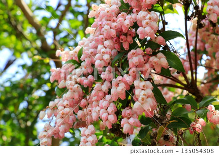 可愛的粉色 Asebi 花 135054308