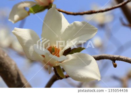 Magnolia flowers shining against the blue sky Magnolia flowers shining against the blue sky 135054436