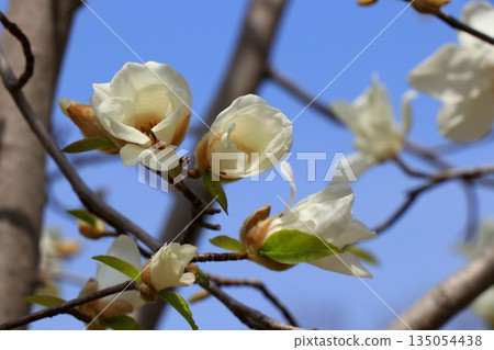 White lotus flower White lotus flower 135054438