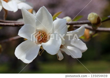 White lotus flower White lotus flower 135054439