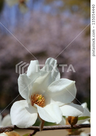 White magnolia flowers White magnolia flowers 135054440