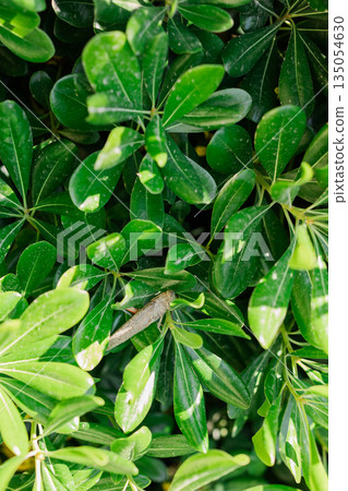 Grasshopper camouflaged among glossy schefflera leaves in sunlight. Natural adaptation, biodiversity balance, and quiet coexistence within dense green vegetation ecosystems. 135054630