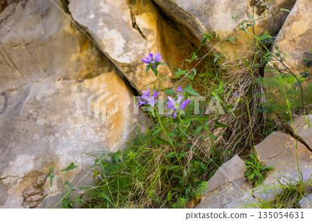 Wild campanula flowers growing between rocky cliff stones. Natural resilience, fragile beauty, and life adaptation thriving in harsh mountainous environments. 135054631