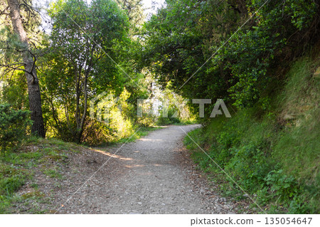 Curving forest path surrounded by dense green woodland. Slow movement, mindful walking, and connection with nature shaping calm outdoor exploration experiences. Curving forest path surrounded by dense green woodland. Slow movement, mindful walking, and connection with nature shaping calm outdoor exploration experiences. 135054647