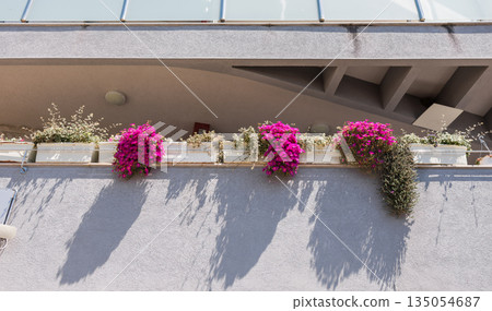 Balcony facade with blooming petunia and geranium in urban residential building. Urban gardening, domestic care, and everyday aesthetics shaping comfortable city living environments. Balcony facade with blooming petunia and geranium in urban residential building. Urban gardening, domestic care, and everyday aesthetics shaping comfortable city living environments. 135054687
