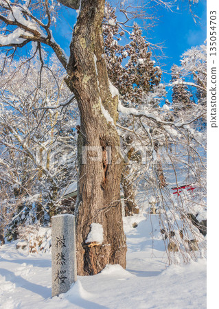[Dengyo Mountain] Cherry blossoms awaiting spring [Hakuba Village, Kitaazumi District] 135054703