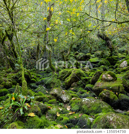 Fabulous mossy forest with a lot of rocks and leaves. 135054730