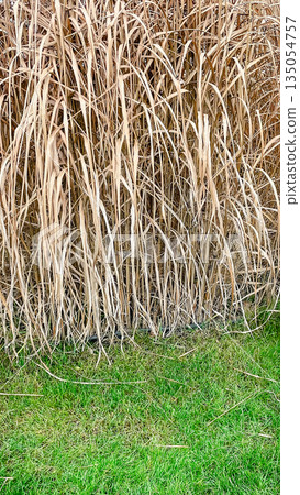 Tall golden ornamental miscanthus grass growing next to a green lawn in a beautiful autumn garden 135054757