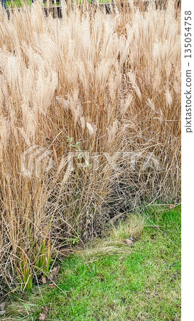 Tall golden ornamental miscanthus grass growing next to a green lawn in a beautiful autumn garden Tall golden ornamental miscanthus grass growing next to a green lawn in a beautiful autumn garden 135054758