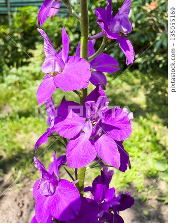 Vibrant purple larkspur flowers blooming in a sunny garden. Vibrant purple larkspur flowers blooming in a sunny garden. 135055169