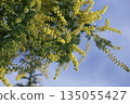 Mimosa flowers against the blue sky 135055427