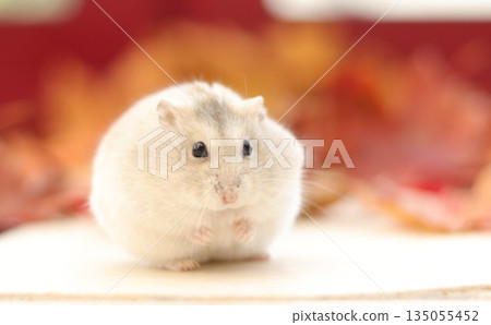 Manga Hamster Manga Hamster 135055452