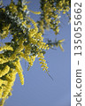 Blue sky and mimosa vertical background (copy space) 135055662