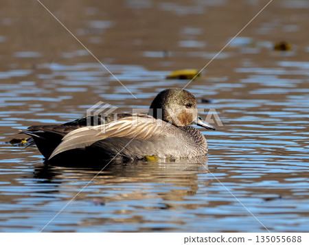 Gadwall Gadwall 135055688