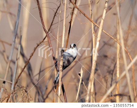 長尾山雀 135055754