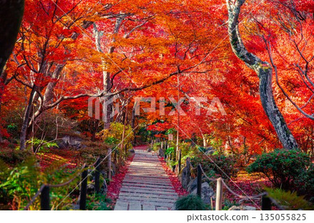 法京院的秋天－楓樹隧道 135055825