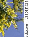 Spring blue sky and mimosa branches vertical background 135055834