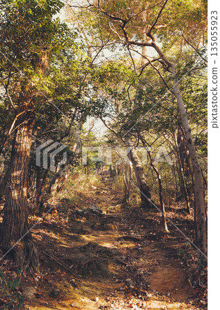 林間小徑，陽光透過樹梢灑下斑駁的光影。 135055923