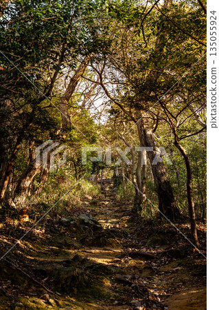 林間小徑，陽光透過樹梢灑下斑駁的光影。 135055924
