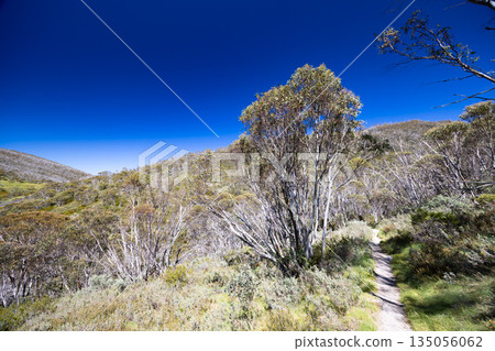 Dead Horse Gap Walking Track in Australia Dead Horse Gap Walking Track in Australia 135056062