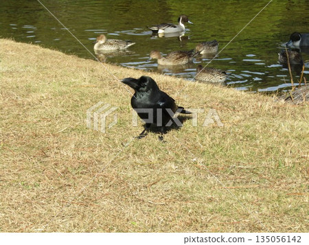 北針尾,來到稻毛海濱公園海灘池塘的冬季候鳥 北針尾,來到稻毛海濱公園海灘池塘的冬季候鳥 135056142