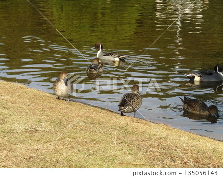 Northern pintail, a winter migratory bird that came to Inage Seaside Park beach pond Northern pintail, a winter migratory bird that came to Inage Seaside Park beach pond 135056143