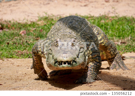 The crocodile is walking river near canal The crocodile is walking river near canal 135056212