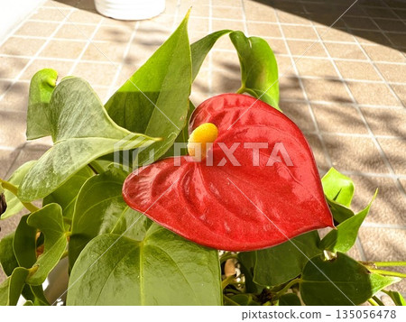Red Heart-Shaped Anthurium Flowers | Indoor Plants Red Heart-Shaped Anthurium Flowers | Indoor Plants 135056478