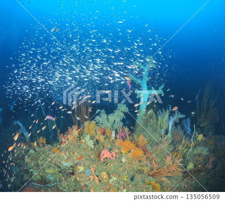 伊藤海:擬花鰨和軟珊瑚。水下背景,可用於旅遊宣傳。留有文字空間。 伊藤海:擬花鰨和軟珊瑚。水下背景,可用於旅遊宣傳。留有文字空間。 135056509