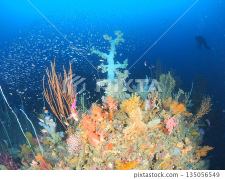 Izu/Ito - Colorful soft coral and school of fish underwater landscape. Underwater background. Copy space. 135056549