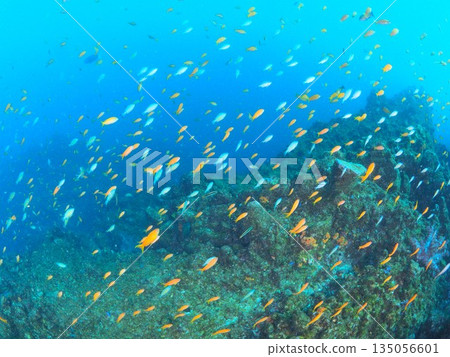 Izu/Ito - Underwater scenery of anthias dancing in the blue sea - Underwater photo with a lot of fish 135056601