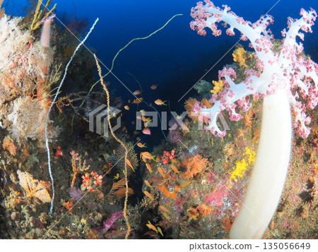 Izu/Ito - A diverse underwater landscape of soft corals and vibrant fish, showcasing the richness of the ocean 135056649