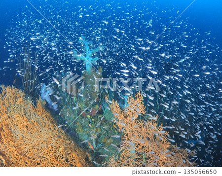 Izu/Ito - A diverse underwater landscape of soft corals and vibrant fish, showcasing the richness of the ocean 135056650