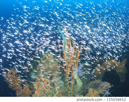 伊豆/伊東-擁有豐富多樣的水下景觀,包括柔軟的珊瑚和色彩繽紛的魚類,展現了海洋的豐富多彩。 伊豆/伊東-擁有豐富多樣的水下景觀,包括柔軟的珊瑚和色彩繽紛的魚類,展現了海洋的豐富多彩。 135056652